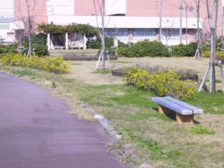 遊歩道の脇のベンチと木が写っている写真