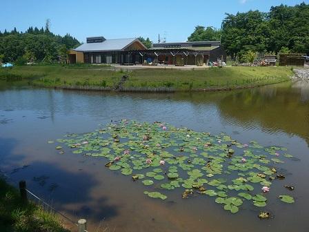 広い池にスイレンの花が咲いている里山工房エリアの風景写真