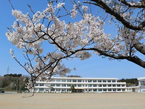 写真：手前に桜の開花、グラウンドの奥に桜通小学校の校舎が写っている写真