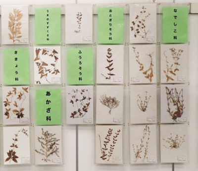 （イメージ）生物標本・科学作品参考作品展