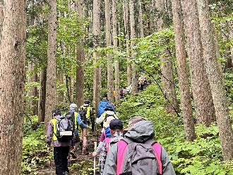 写真：参加者がまっすぐにそびえる杉の木の間をゆっくり登っています。