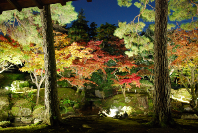 2本の大木の向こうに広がる色とりどりの紅葉がライトアップされて幻想的に浮かび上がった写真