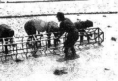 写真：水を張った田んぼで田植え枠を転がす人。枠の跡に合わせてその後ろに4人ほどが苗を植えています。写真はモノクロ写真です。