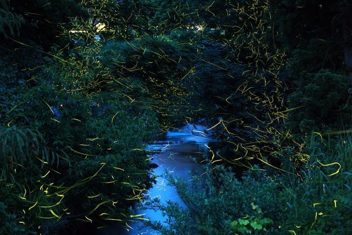 緑がたくさん生い茂げた中に流れる小さな川にたくさんのホタルが光を放ちながら飛んでいる写真
