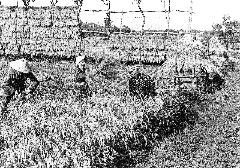 写真：稲刈り作業をする人たち。すげ笠をかぶり、1束ずつ稲を刈っているところ。後ろにははざ掛けした稲が並んでいます