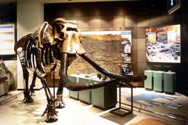 自然展示室に展示された大きなナウマンゾウの骨格標本を写した写真