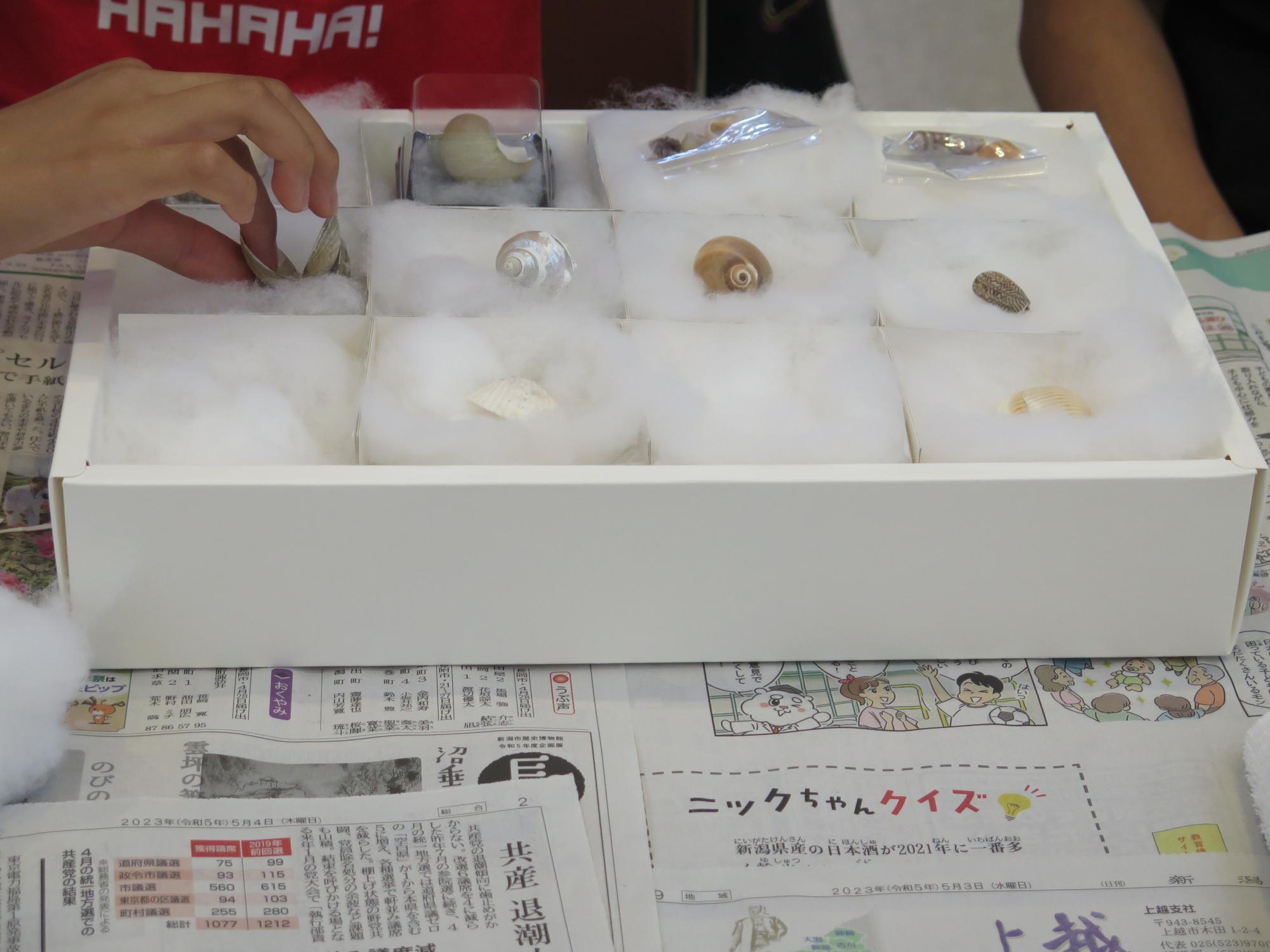 写真：小さく区分けされた標本箱に貝をならべているところ。それぞれの枠には貝が傷つかないように綿が敷いてあります。