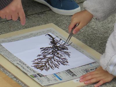 （イメージ）令和7(2025)年度海藻標本づくり教室