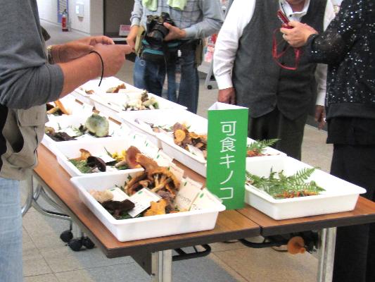 （イメージ）令和8(2026)年度 きのこ再発見教室