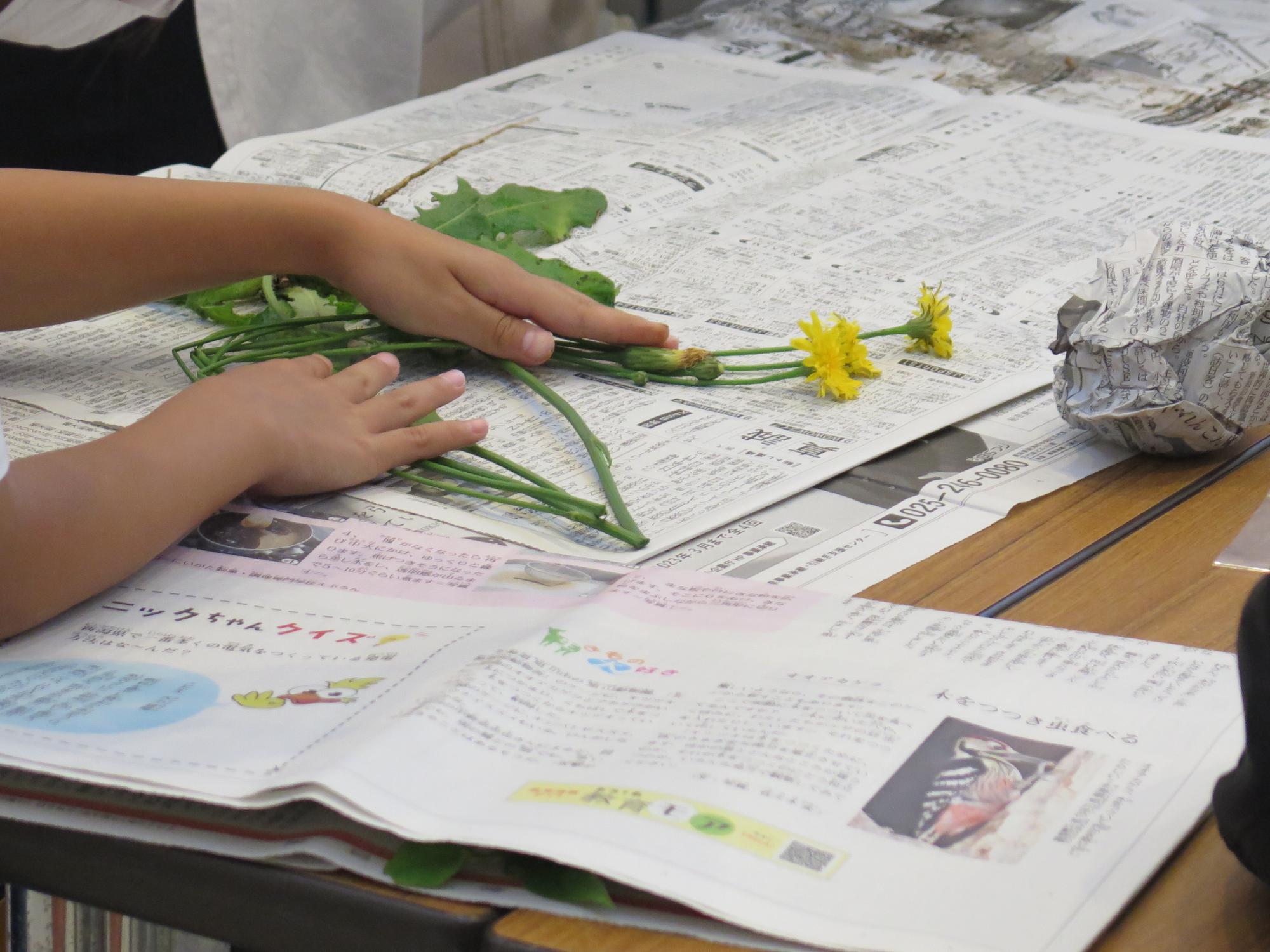 写真：新聞紙の上に植物を広げて押す準備をする子ども
