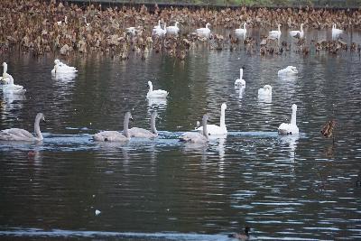 写真：成鳥の白鳥が先頭になり、灰色の幼鳥が列になって泳いでいます。