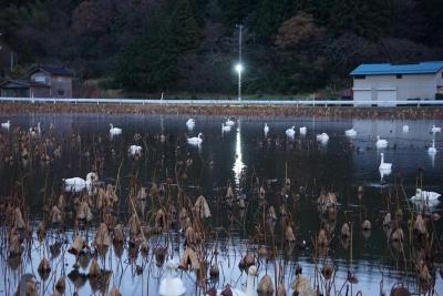 写真：夕方の大池の様子。羽を休める白鳥がたくさんいます