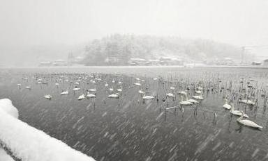 写真：雪が降りしきる中、たくさんの白鳥が長峰大池で羽を休めています。このあと大雪になりました。