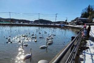写真：水面に反射する冬の太陽の光と白鳥の様子。池の淵からは子どもが白鳥にパンを与えています。