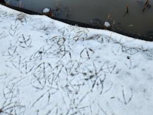 写真：新雪に付いた大量の白鳥の足跡の写真。水かきの形まで見ることができます。