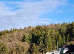 冬の青空に飛び立った5羽の白鳥を撮影している女性