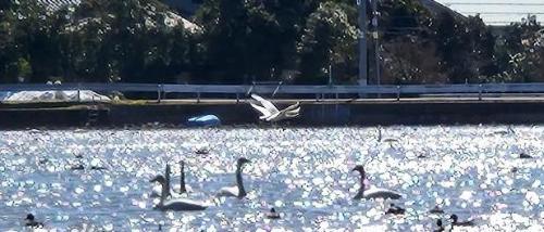写真：太陽の光を反射し輝く湖面で休む白鳥と飛び立つ白鳥がいます