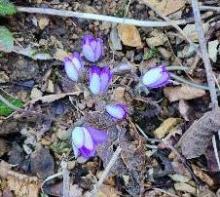 花弁は濃い紫色で裏側が白くグラデーションがきれいな雪割草が5輪ほど咲いています。