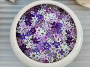 水をはった白い鉢の中に、白や青、薄い紫や濃い紫など色とりどりの雪割草が大量に浮き咲いています