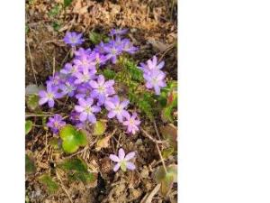 青紫色の花弁が大きく開いた雪割草が1か所に20輪以上まとまって咲いています