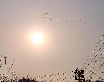 写真：早朝の太陽と、北に向かって飛ぶ50羽以上の白鳥の集団