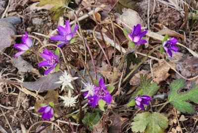 先端が尖った白い花弁のオウレン3輪と濃い青紫色の雪割草8輪が、1つの株のようにまとまって咲いています