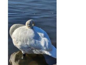 写真：池の浅瀬に立ったまま、羽の中にくちばしをはさみ込み、長い首を体に沿って丸めながら眠っている白鳥
