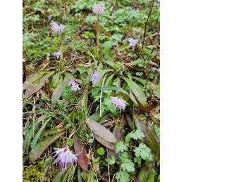 写真：細長く白い花弁のショウジョウバカマと薄紫色の花のスミレ
