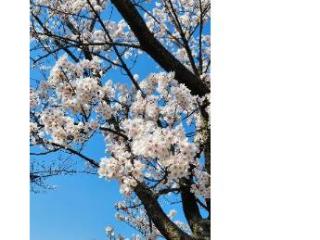 青い空の下で満開に咲くサクラ（ソメイヨシノと思われます）