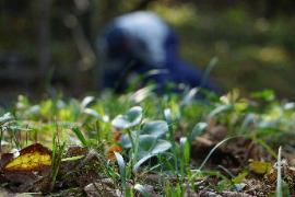 地面から撮影した1枚。手前に植えたばかりの雪割草1株、その奥に里山の様々な植生、さらに奥には作業をしている男性の姿が見えます。