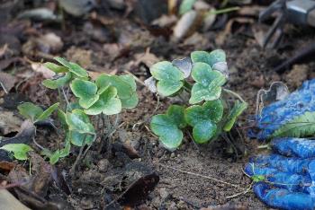 写真：里山に移植した雪割草の苗。1カ所につき3株植えています。濃い緑色の3つの葉先をした小さな葉がいくつも重なって見えます。