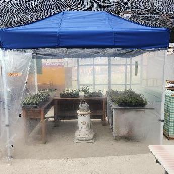 写真：管理棟の中に、周囲をビニールシートで囲った簡易テントをさらに設置し、育成中の雪割草ポット並べ、石油ストーブで温度を上げ、開花を早めようとしています。