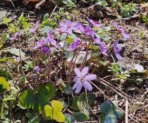 写真：薄紫色の雪割草が15輪ほどまとまり、それぞれが大きく花開いています。