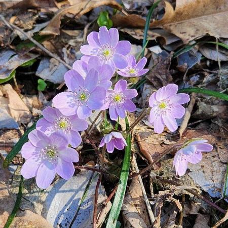 写真：薄い紫色で楕円形の花びらを6枚から9枚付けた雪割草が10輪ほどが1か所にまとまって咲いています。