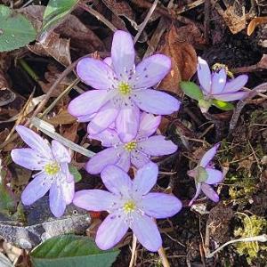 写真：淡い紫色で楕円形の花弁6枚の雪割草が7輪以上固まって咲いています。