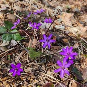 写真：濃い青紫色で細長い花弁6枚の雪割草9輪