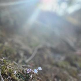 温かい日差しの中で淡い桃色の雪割草が6輪ほど、つぼみから開き始めています