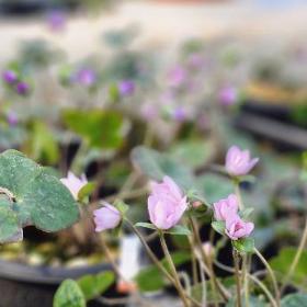 鉢植えの雪割草が数え切れないほど咲いています