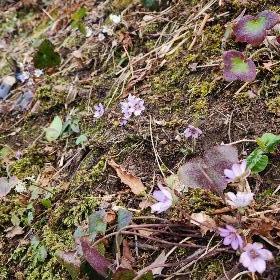 写真：山の斜面に淡い紫色や白色の雪割草がたくさん咲いています。中には温かくなるのを待つようにつぼみのものもあります。