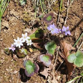 写真：白っぽい雪割草4輪と青紫色の雪割草4輪が隣り合って咲いています