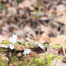 写真：倒木の樹皮に入った種から発芽した雪割草が白い花を4つほど咲かせています