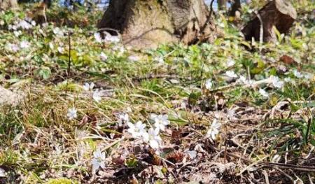 写真：カズミザクラの根元で無数に咲く白い雪割草