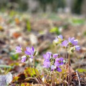写真：朝霜の中で、20輪ほどのつぼみの状態で暖かい日が差し込んでくるのをまっている青紫色の雪割草