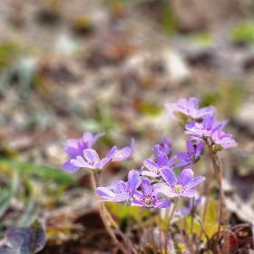 写真：しっかり花を開かせた20輪ほどの青紫色の雪割草。暖かい陽光を浴びています