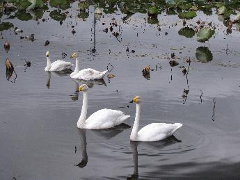 写真：寄り添うように並んで水面を泳ぐ2組の白鳥