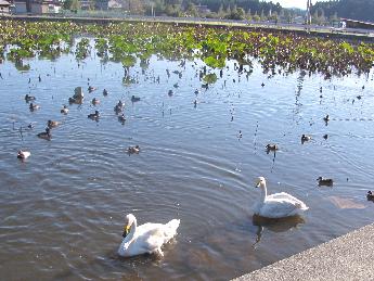 写真：大池でゆったりと過ごす2羽の白鳥