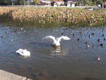 写真：2羽いる白鳥のうち1羽が、バサバサと大きく羽を広げている様子