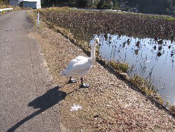 写真：池の土手で太陽の光を浴びている1羽の白鳥