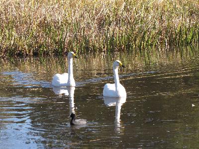写真：2羽の白鳥が並んで泳いでいるところ。水をかいた波紋が、池に広がっています
