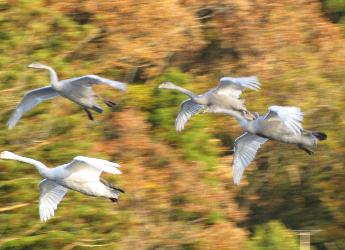 写真：4羽の白鳥が大きく羽を広げ、飛んでいる様子